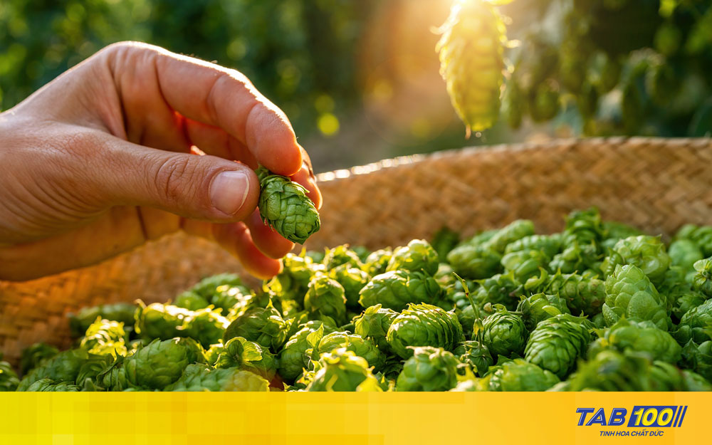 Tại sao bia có vị đắng? Bia đắng có phải bị hỏng hay không? Hoa bia tạo nên vị đắng đặc trưng của bia.